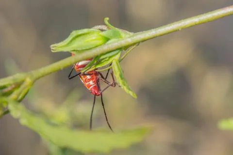 Cutton stainers Stock Photos