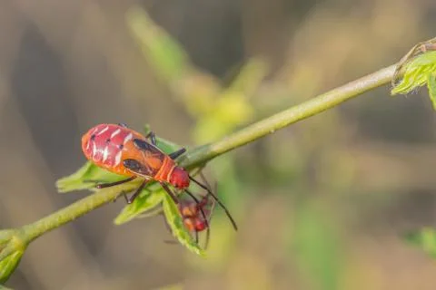 Cutton stainers Stock Photos