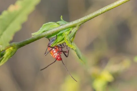 Cutton stainers Stock Photos