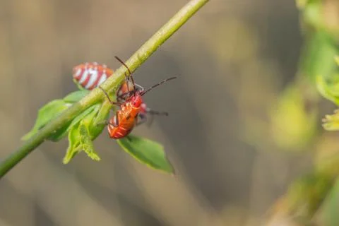 Cutton stainers Stock Photos