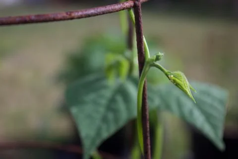 Cutworm eggs on bean leaf Foto stock