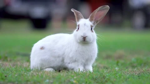 Cuty white rabbit in funny action. Stock Footage 147916908