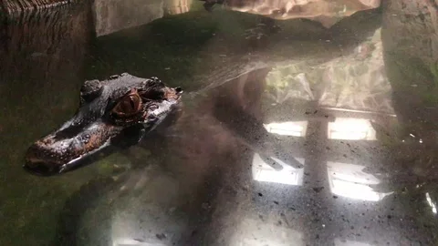 Cuviers Dwarf Caiman Stock Footage 98593480