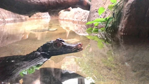 Cuvier’s dwarf caiman Stock Footage 155544733