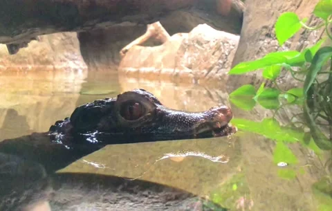 Cuvier’s dwarf caiman Stock Footage 155544935