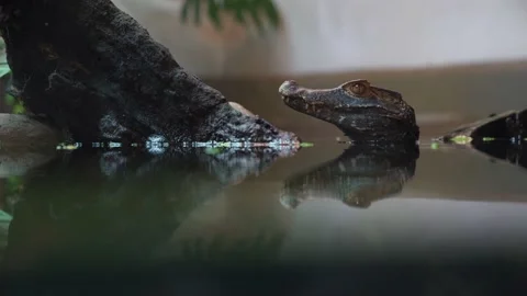 Cuvier's Dwarf Caiman poking head out of the water 4K Stock Footage 138022729