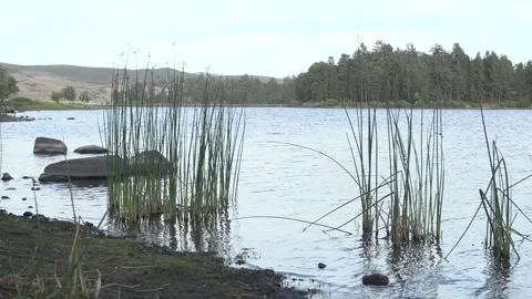 Cuyamaca Lake shore Stock Footage 193993003
