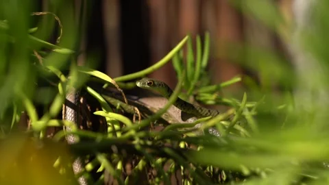CVD Brown Spotted Bush Snake 4K 5 Stock Footage 250552425