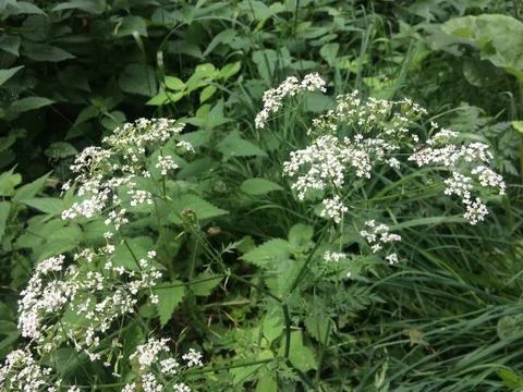 цветы Stock Photos