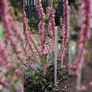 Цветы 写真素材