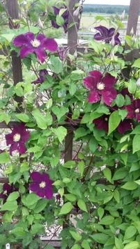 Цветы Stock Photos