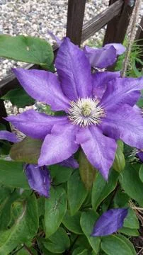 Цветы 写真素材