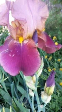 Цветы 写真素材