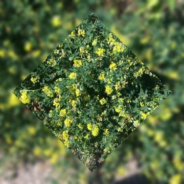 Цветы Stock Photos