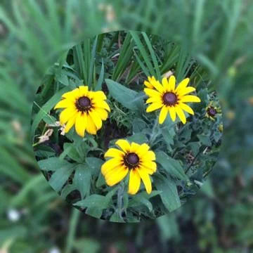 Цветы Stock Photos