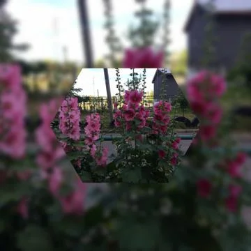 Цветы 写真素材