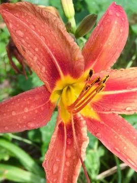 Цветы 写真素材