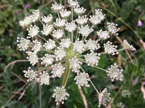 Цветы Stock Photos