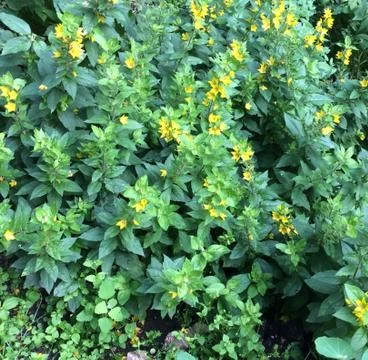 Цветы Stock Photos