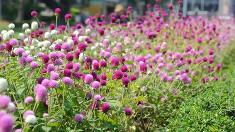 Cvetyvsady Stock Footage 235004190