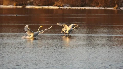 Cwans landing on the pond surface at sunset slow motion Stock Footage 61263519