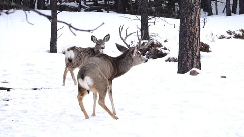 CWD - Mule Deer Buck With CWD Loses His Balance and Almost Falls Stock Footage 128095285