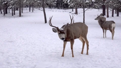 CWD Sick or Diseased Deer With Uncoordinated Ungainly Walk Stock Footage 119080965