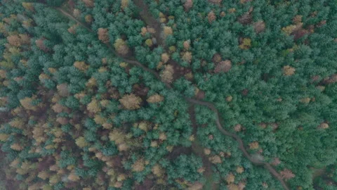 Cwmcarn forest Stock Footage 147570093