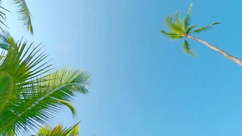 Cyan blue sky background n coconut palm tree leaf in summer sunlight Stock Footage 160417191