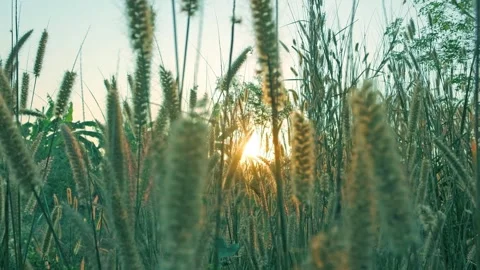 Cyan blue sun light ray in swaying wild grass field on winter sunrise sky Video stock 242700613