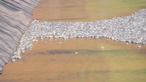 Cyanide pool 3 Stock Footage 293952288