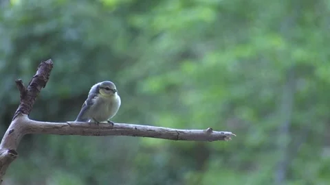 (Cyanistes caeruleus) Blue Stock Footage 240497070