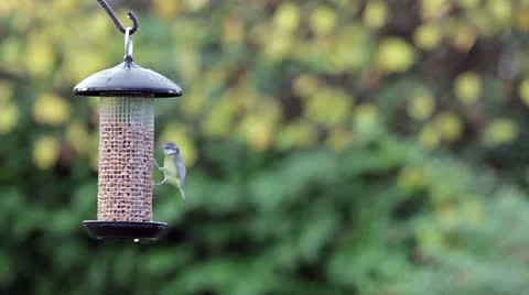 Cyanistes caeruleus Video stock 20528594