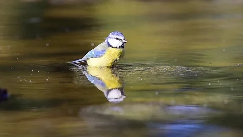 Cyanistes caeruleus Stock Footage 88757603