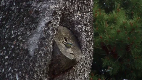 Cyanistes caeruleus Stock Footage 128412850