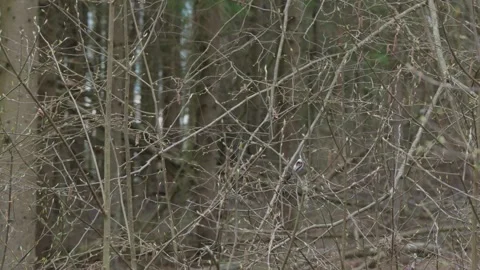 Cyanistes cyanus Stock Footage 308163683