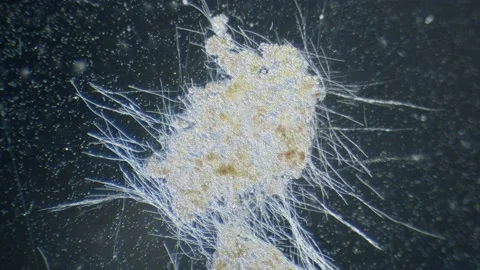 Cyanobacteria algae movement in light under microscope dark field view Stock Footage 223970818
