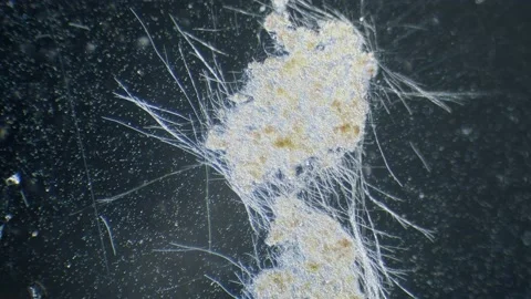 Cyanobacteria algae movement in light under microscope dark field view Stock Footage 223970897