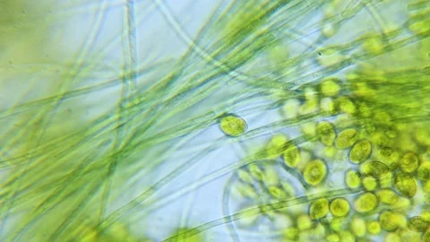 Cyanobacteria and green algae movement under microscope Stock Footage 172247169