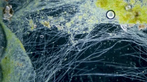 Cyanobacteria and green algae movement under microscope Stock Footage 172247179