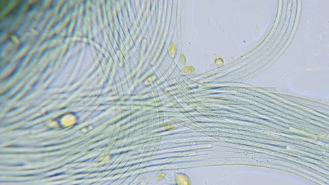 Cyanobacteria and green algae movement under microscope Stock Footage 172253093
