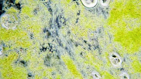 Cyanobacteria and green algae movement under microscope Stock Footage 172253111