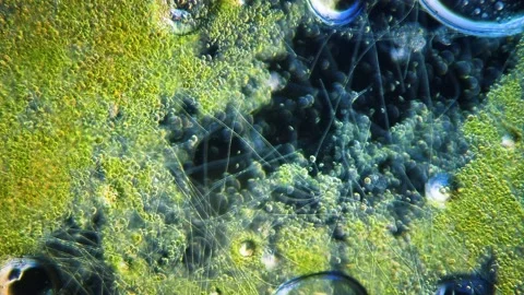 Cyanobacteria and green algae movement under microscope Stock Footage 172253141