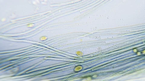 Cyanobacteria and green algae movement under microscope Stock Footage 172253168
