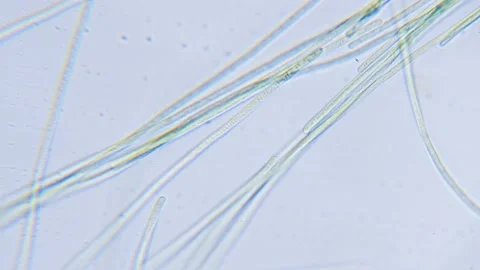 Cyanobacteria and green algae movement under microscope Stock Footage 172253190