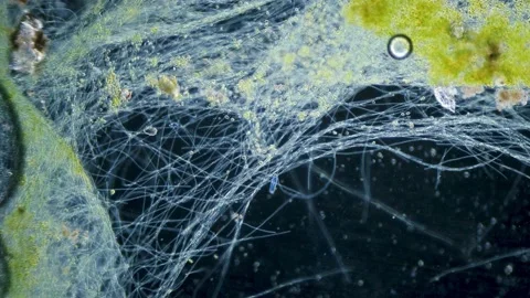 Cyanobacteria and green algae movement under microscope Stock Footage 172253229