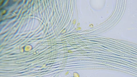 Cyanobacteria and green algae movement under microscope Stock Footage 172253301