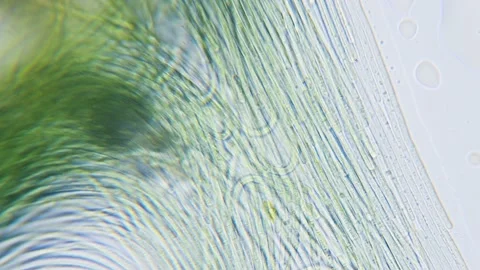 Cyanobacteria and green algae movement under microscope Stock Footage 172253320