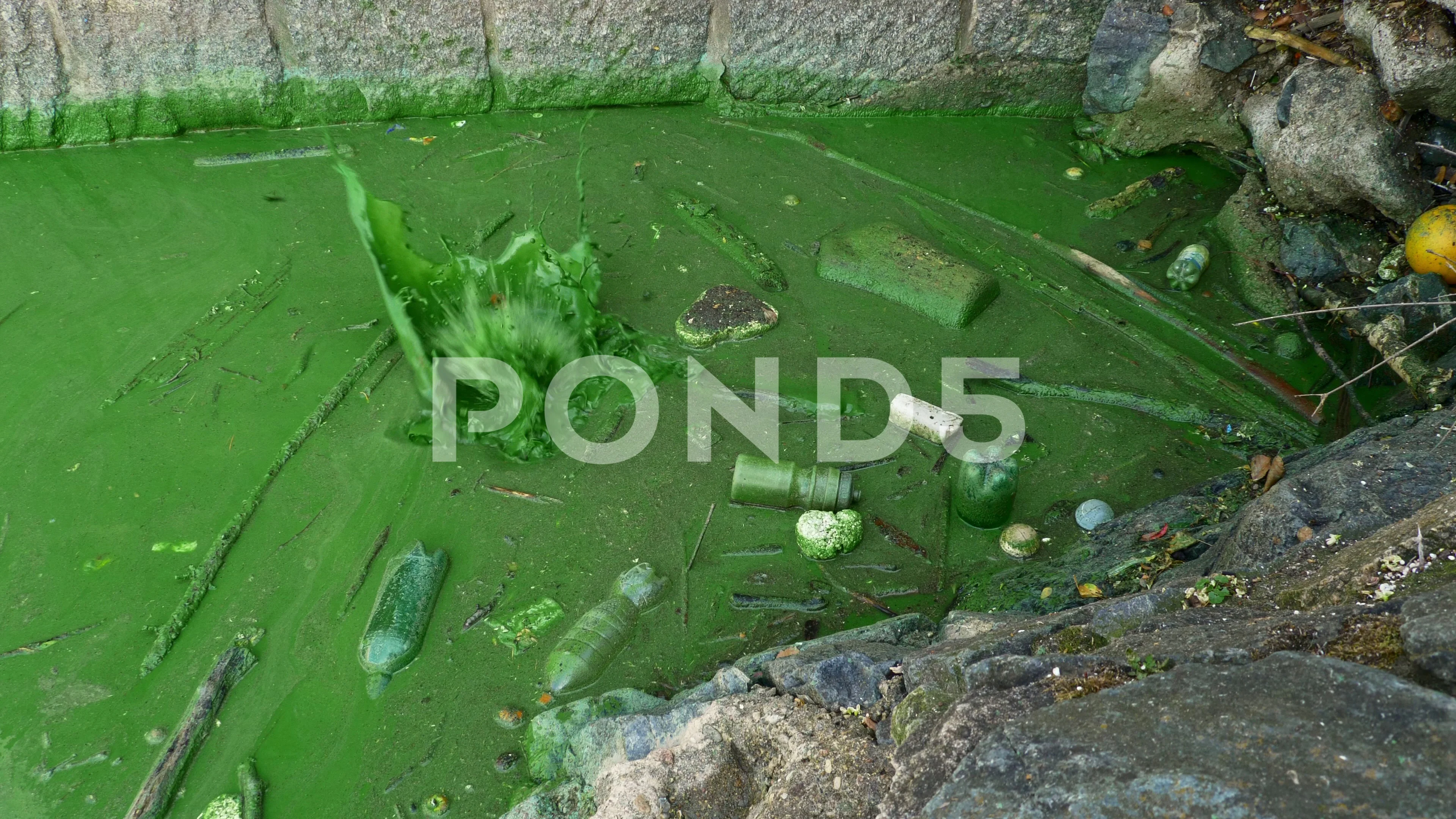 Cyanobacteria (Blue-Green Algae)