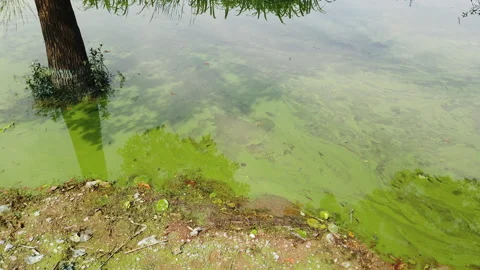 Cyanobacteria in the lake Stock Footage 136068135